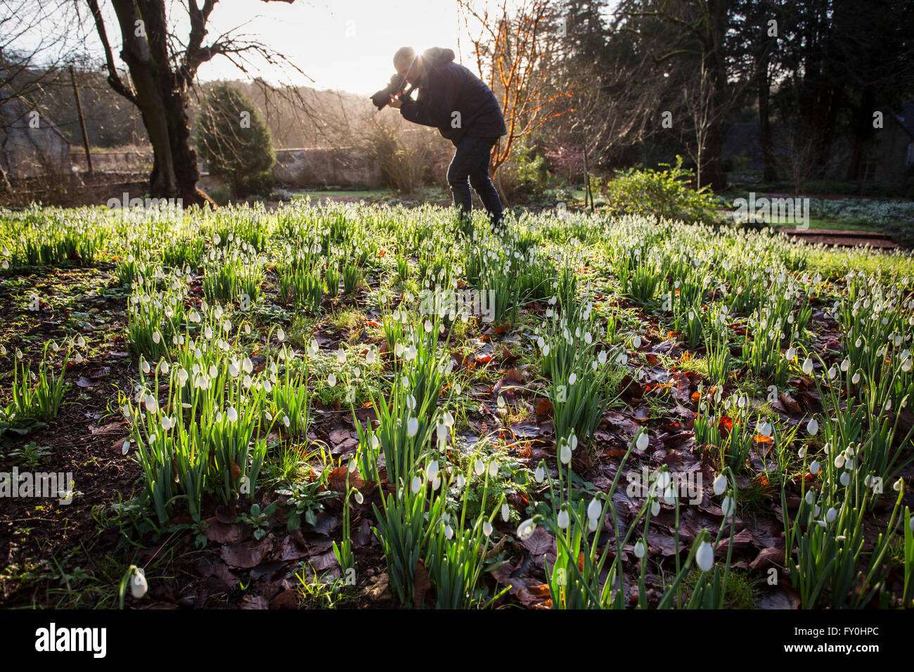 © Lizenzierte nach London News Bilder 28.01.2016, Cheltenham, Großbritannien. Colesbourne Park Schneeglöckchen Sammlung, in der Nähe von Cheltenham, Vereinigtes Königreich öffnet seine Türen für die Öffentlichkeit an diesem Wochenende 30. Januar. Der Park enthält über 250 seltene und ungewöhnliche Sorten von Schneeglöckchen und gilt als "Englands größte Schneeglöckchen Garten" (Leben). Stockfoto