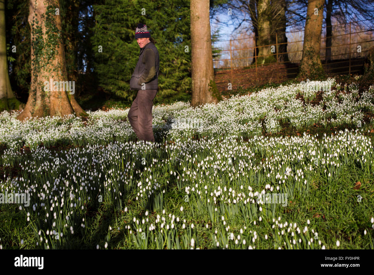 Colesbourne Park Schneeglöckchen Sammlung, in der Nähe von Cheltenham, Vereinigtes Königreich öffnet seine Türen für die Öffentlichkeit an diesem Wochenende 30. Januar. Der Park enthält über 250 seltene und ungewöhnliche Sorten von Schneeglöckchen und gilt als "Englands größte Schneeglöckchen Garten" (Leben). Kopf Gärtner Chris Horsefall fotografiert einige abschließende, bevor die Gärten dieses Wochenende öffnen. Stockfoto