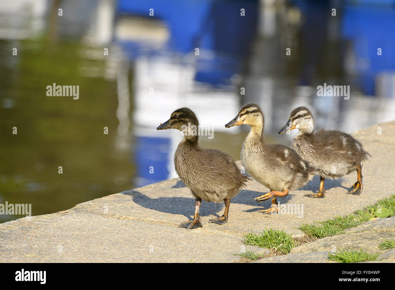 Drei Entenküken gehen im Gänsemarsch am Wasser Stockfoto