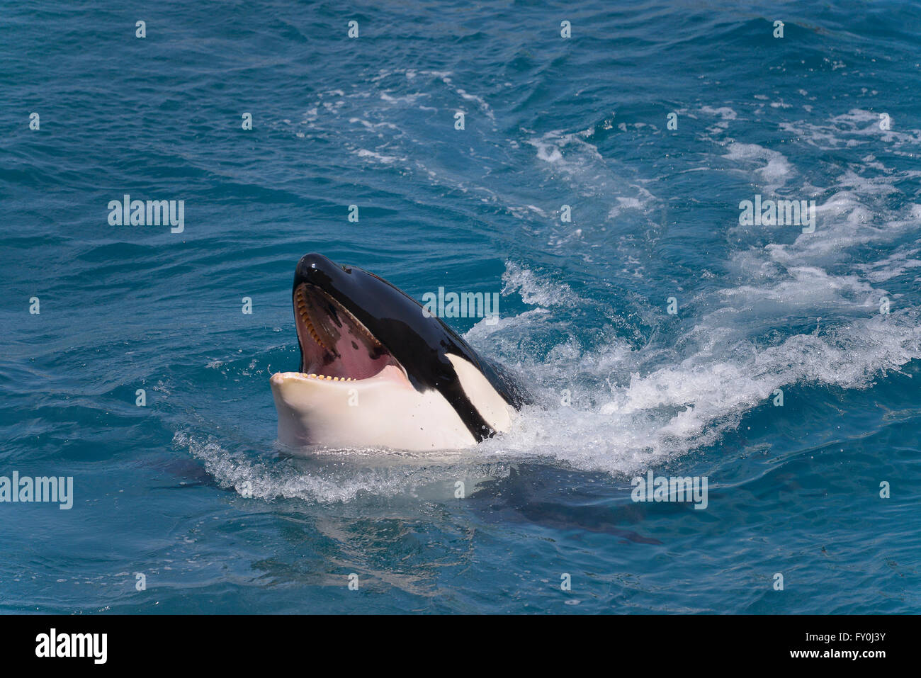 Leiter der Schwertwal (Orcinus Orca) Mund Schwimmen im blauen Wasser schnell öffnen Stockfoto