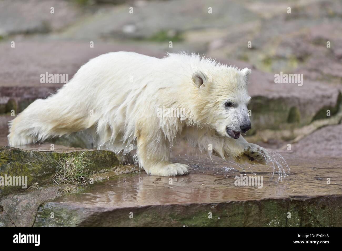 Eisbär Stockfoto