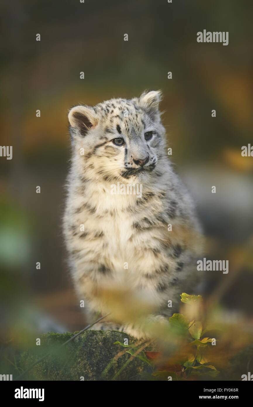 Snow leopard Stockfoto