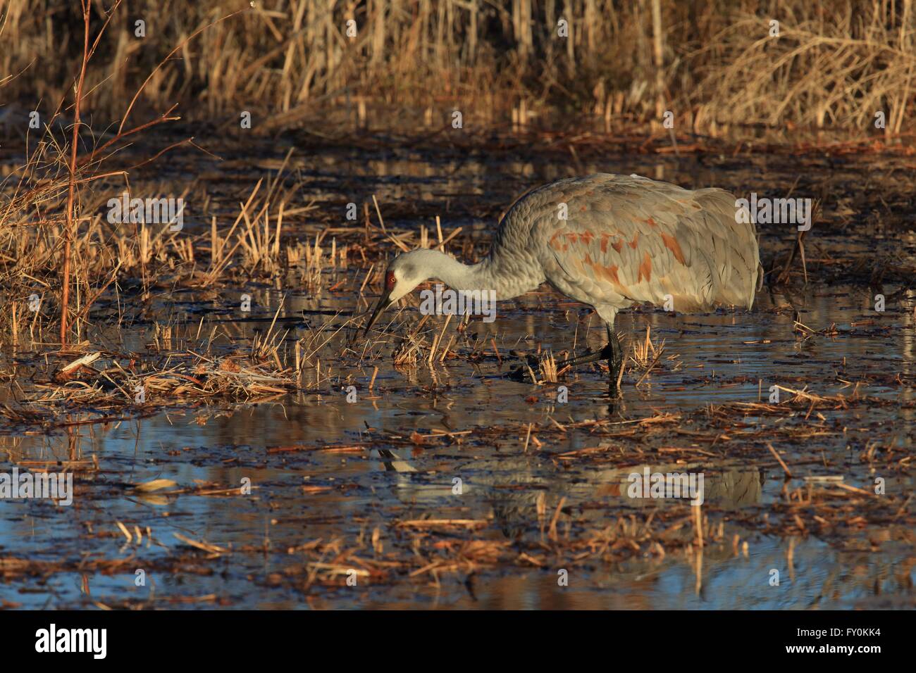 Sandhill Kran Stockfoto