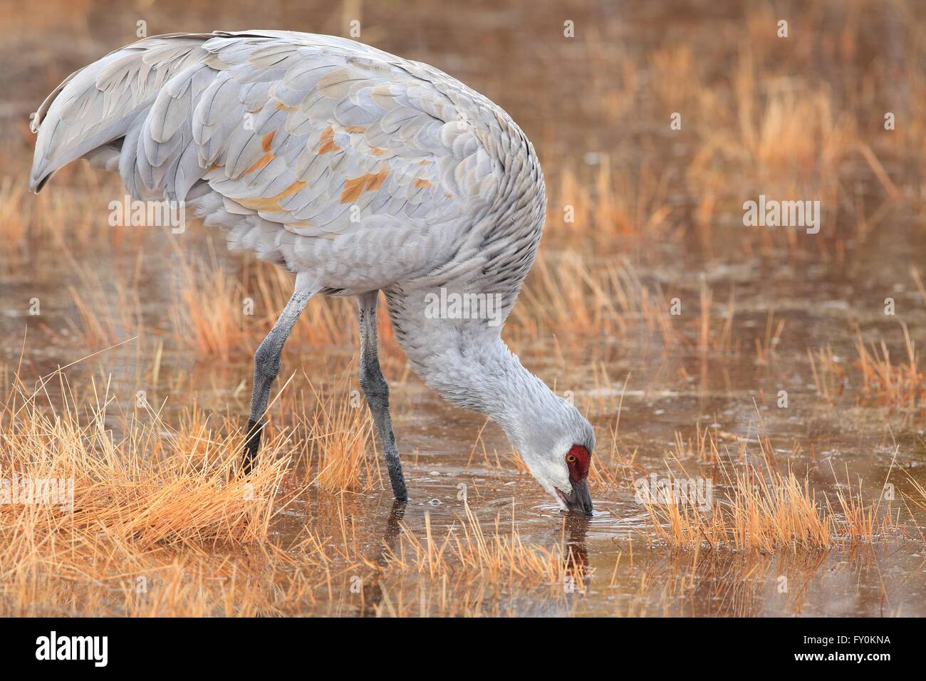 Sandhill Kran Stockfoto