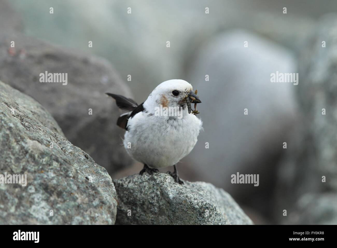 Snow bunting Stockfoto