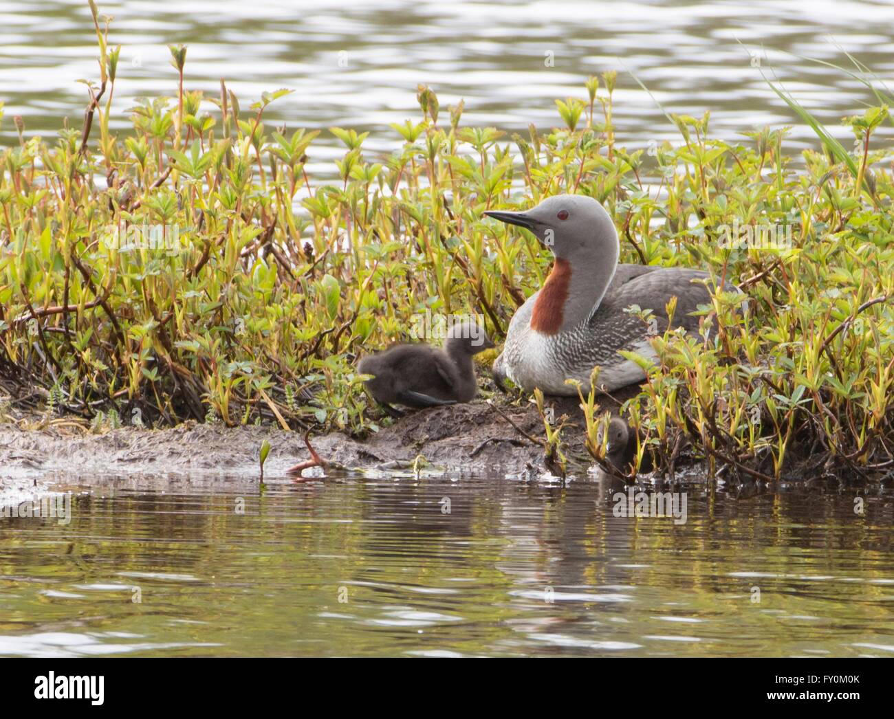 Sterntaucher Stockfoto