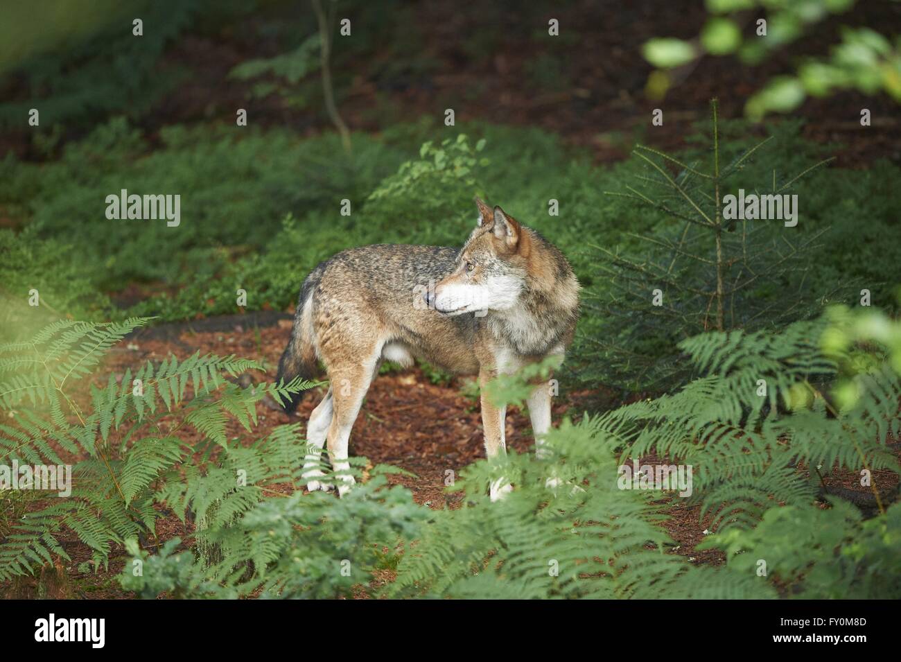 Eurasische greywolf Stockfoto