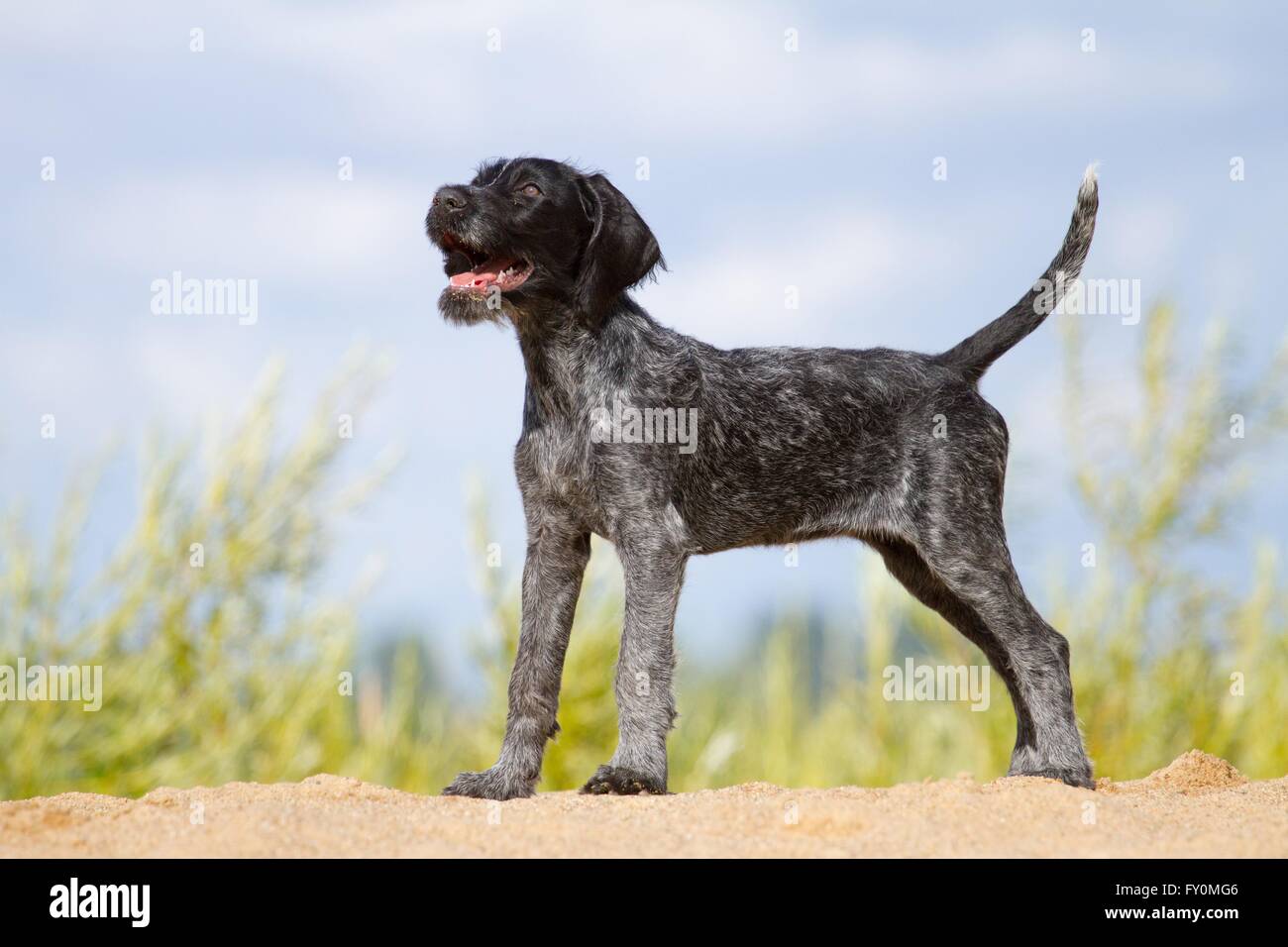 junge Deutsch Drahthaar Stockfoto