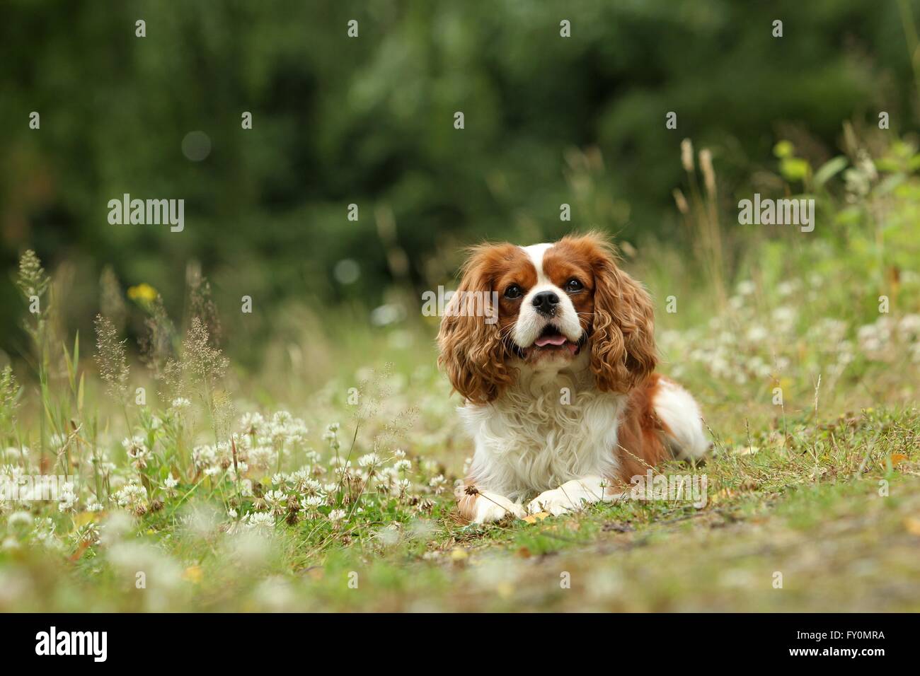 Cavalier King Charles Spaniel liegend Stockfoto