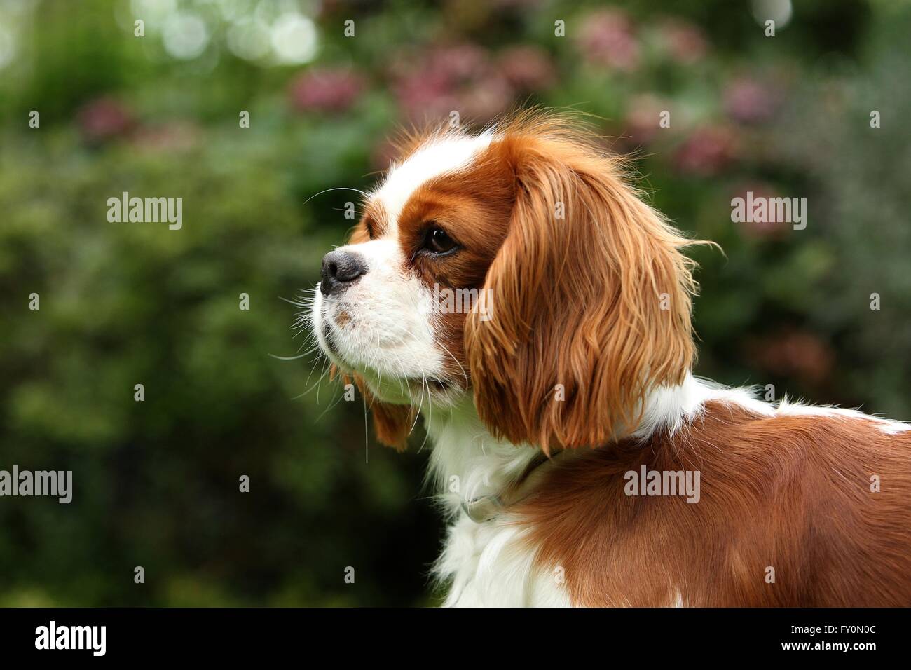 Cavalier King Charles Spaniel Portrait Stockfoto