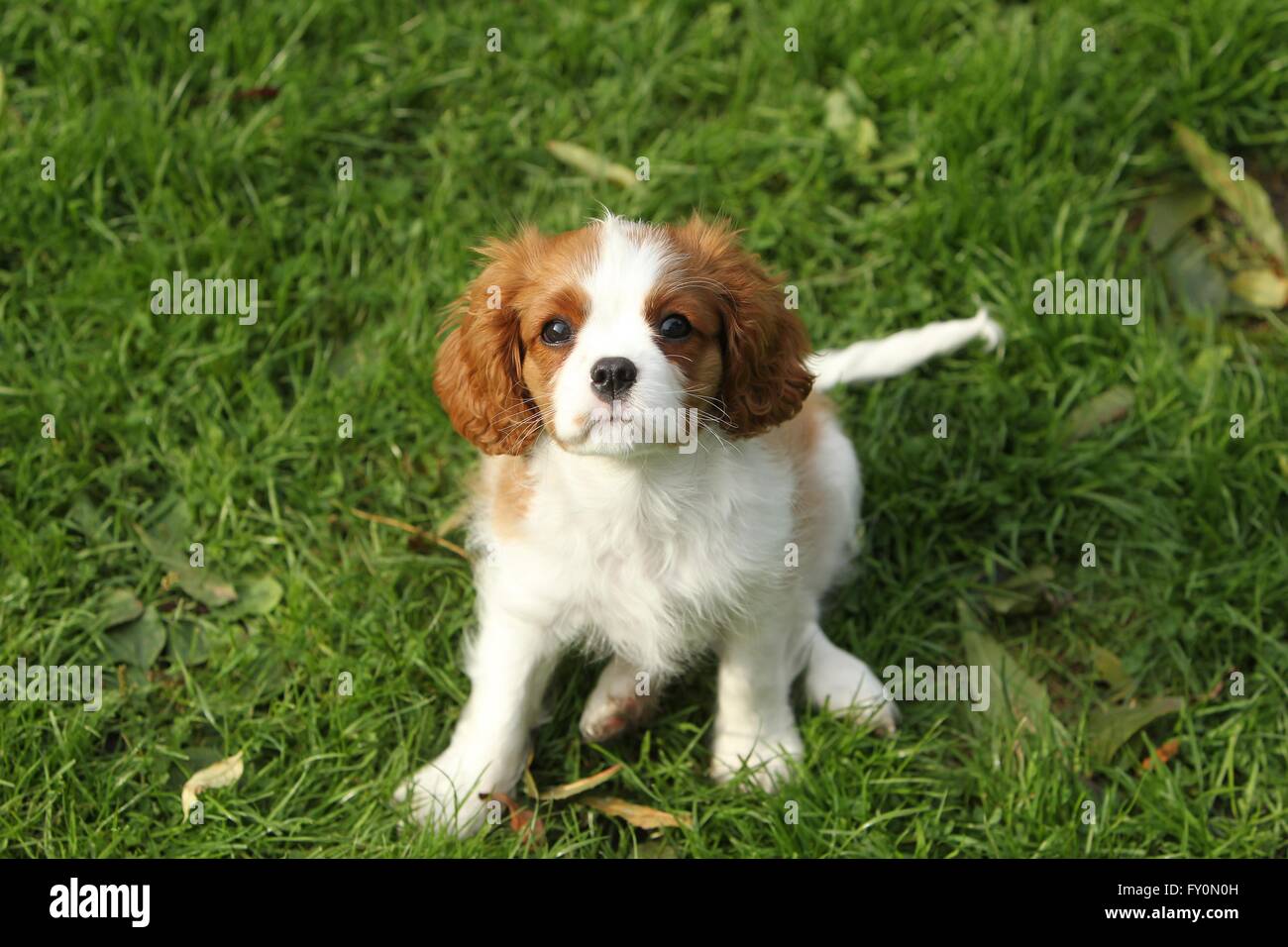 Cavalier King Charles Spaniel Welpen Stockfoto