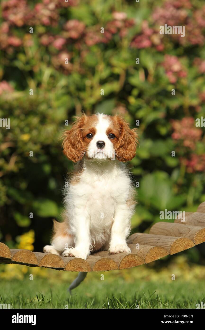Cavalier King Charles Spaniel Welpen Stockfoto