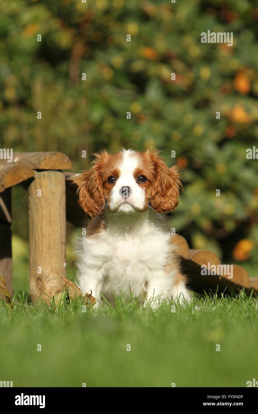Cavalier King Charles Spaniel Welpen Stockfoto