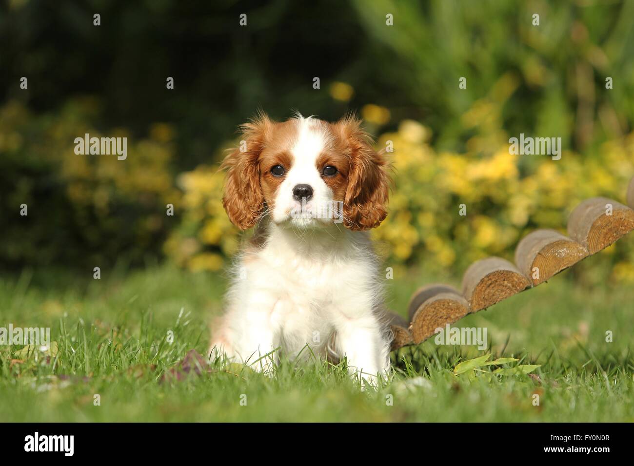 Cavalier King Charles Spaniel Welpen Stockfoto