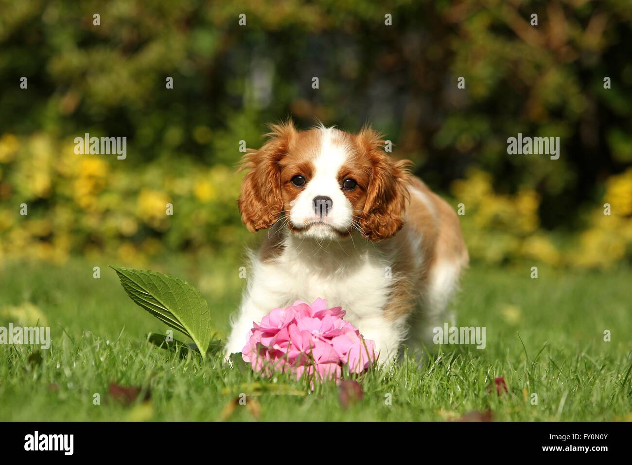Cavalier King Charles Spaniel Welpen Stockfoto