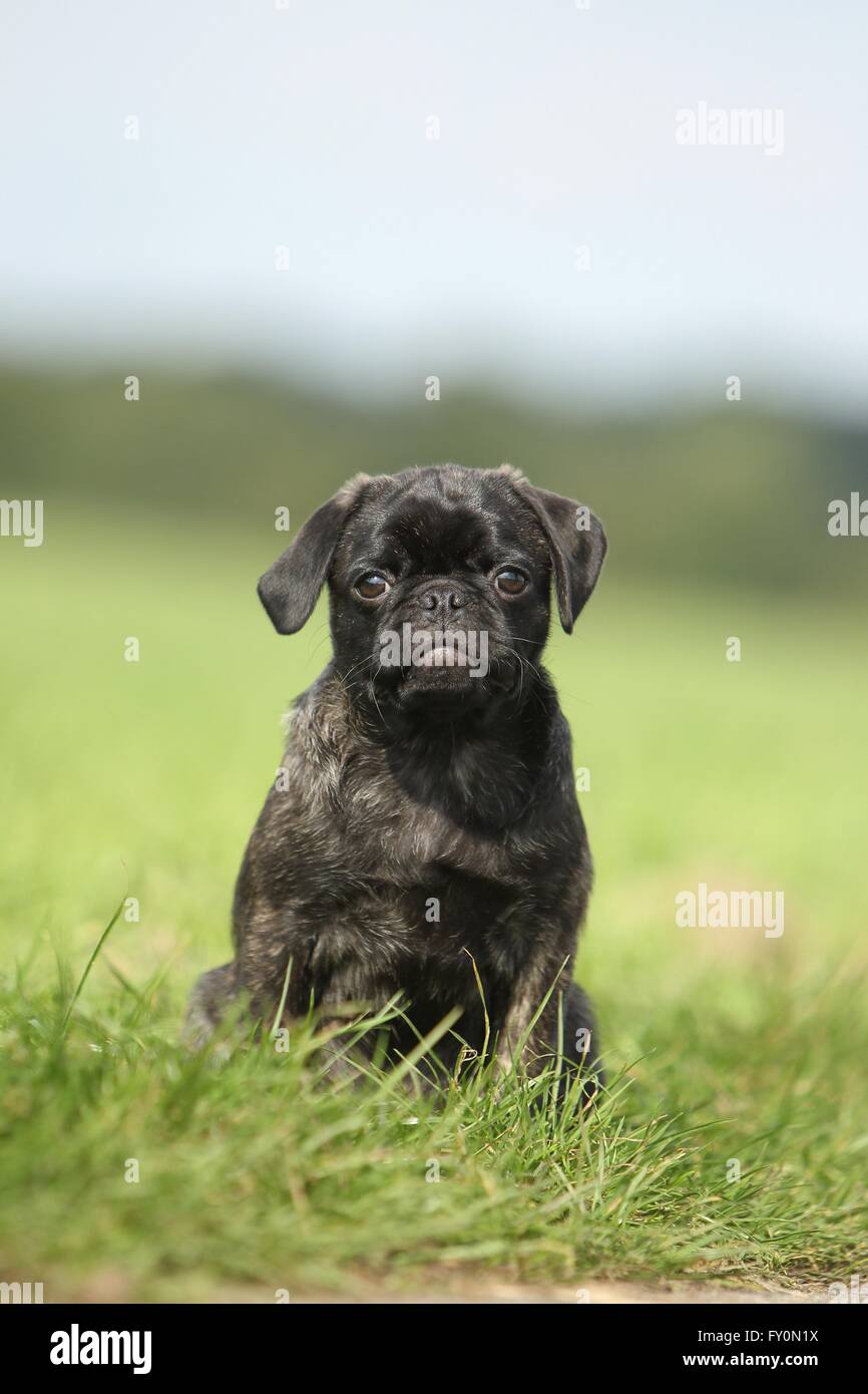 Mops sitzend Stockfoto