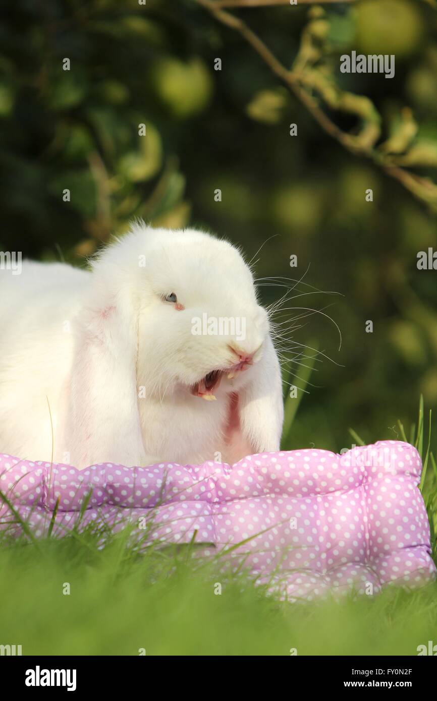 Gähnendes kaninchen Fotos und Bildmaterial in hoher Auflösung Alamy