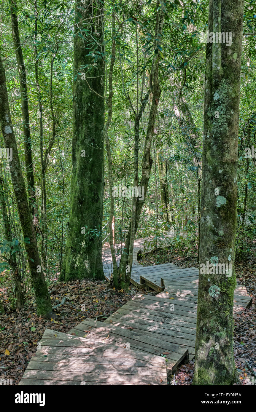 Treppen auf der Spur, der 1000 Jahre alten Yellowwood-Baum im Tsitsikama Wald in der Nähe von Storms River in der Provinz Eastern Cape Stockfoto
