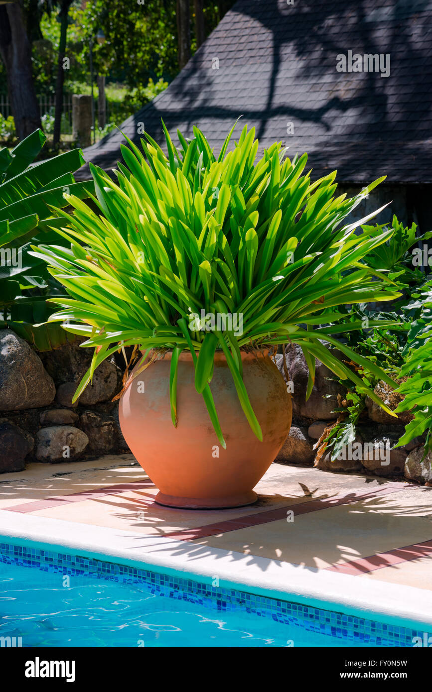 Dekorative große große Terrakotta-Topf mit tropischer Vegetation Stockfoto