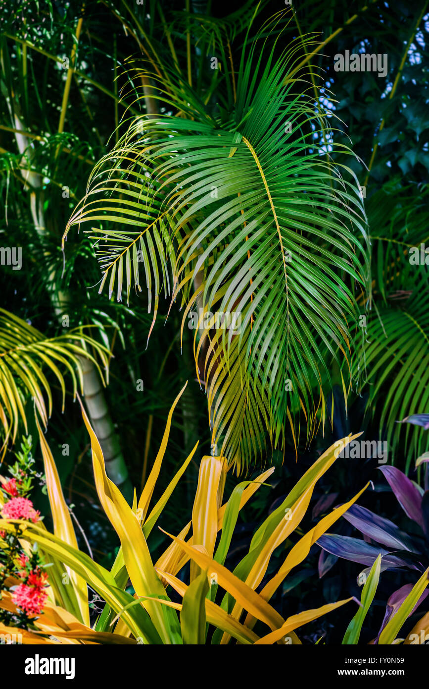 Der tropische Garten üppig grünem Laub und Pflanzen Stockfoto