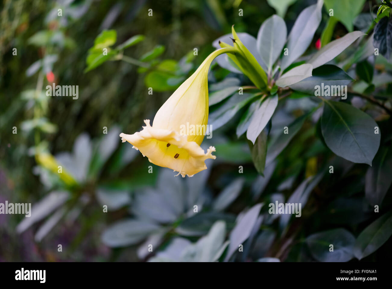 Solandra Maxima Tasse gold Hawaiian Lilie eröffnet Knospe gelb tropischen Rebe Blume Stockfoto