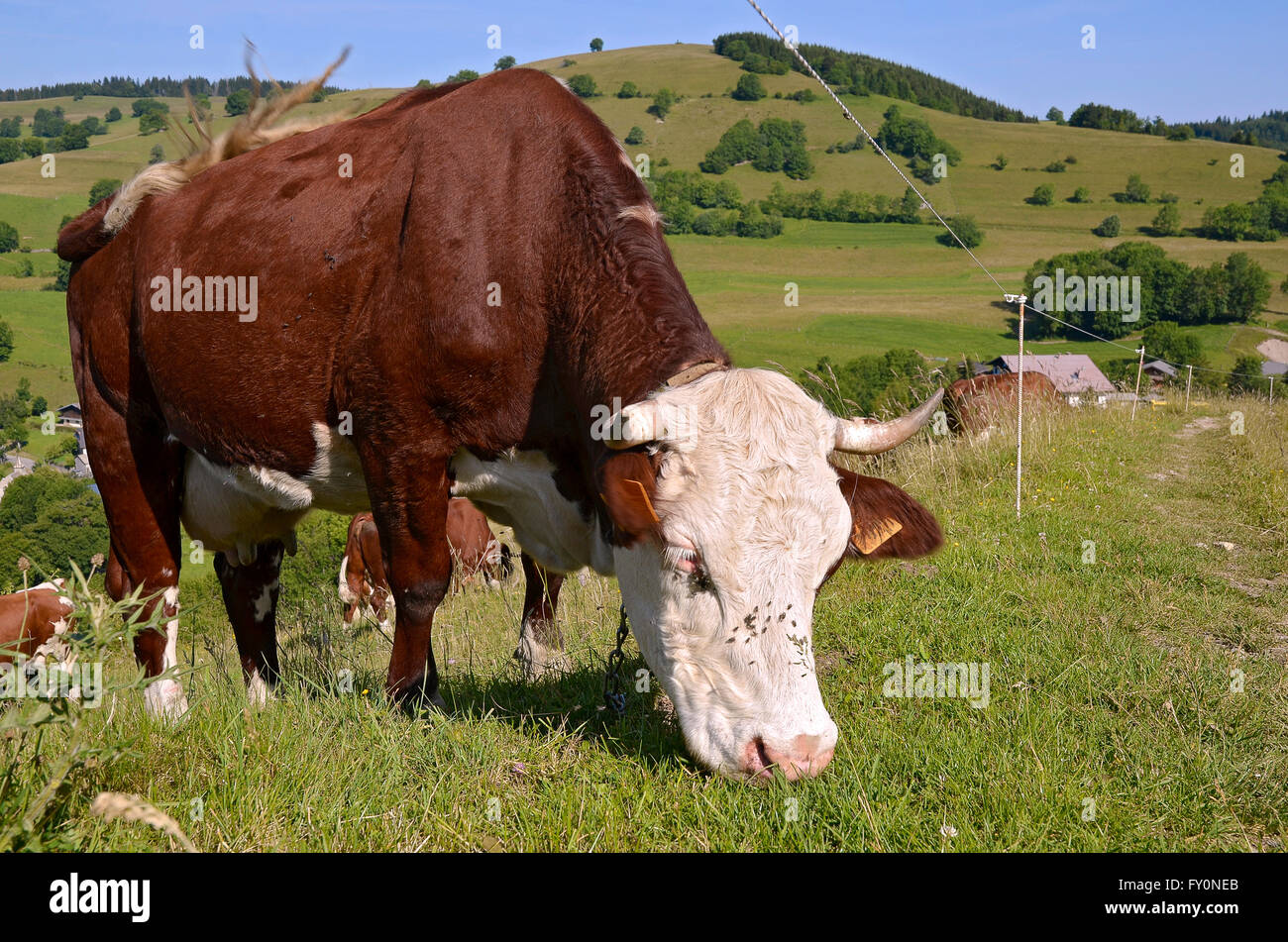 Nahaufnahme der Kuh Beweidung in den französischen Alpen im Departement Haute-Savoie in der Region Rhône-Alpes im Südosten Frankreichs. Stockfoto