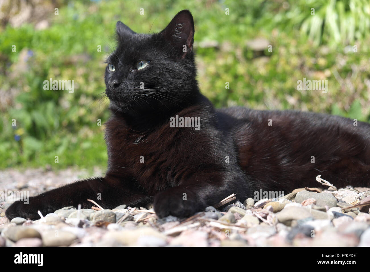 Schwarze Katze auf Kies im Garten Stockfoto