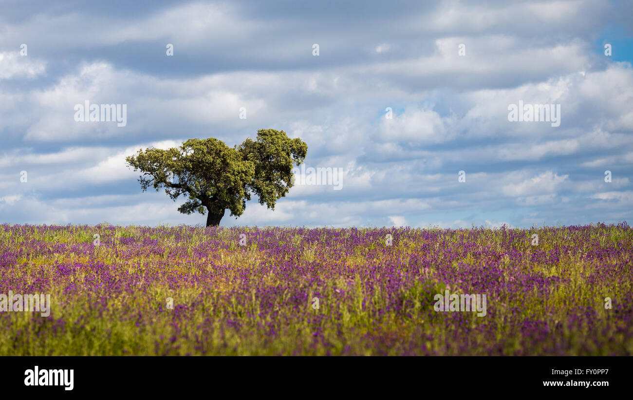 Landschaft des Alentejo mit einem Baum und Wildblumen. Stockfoto