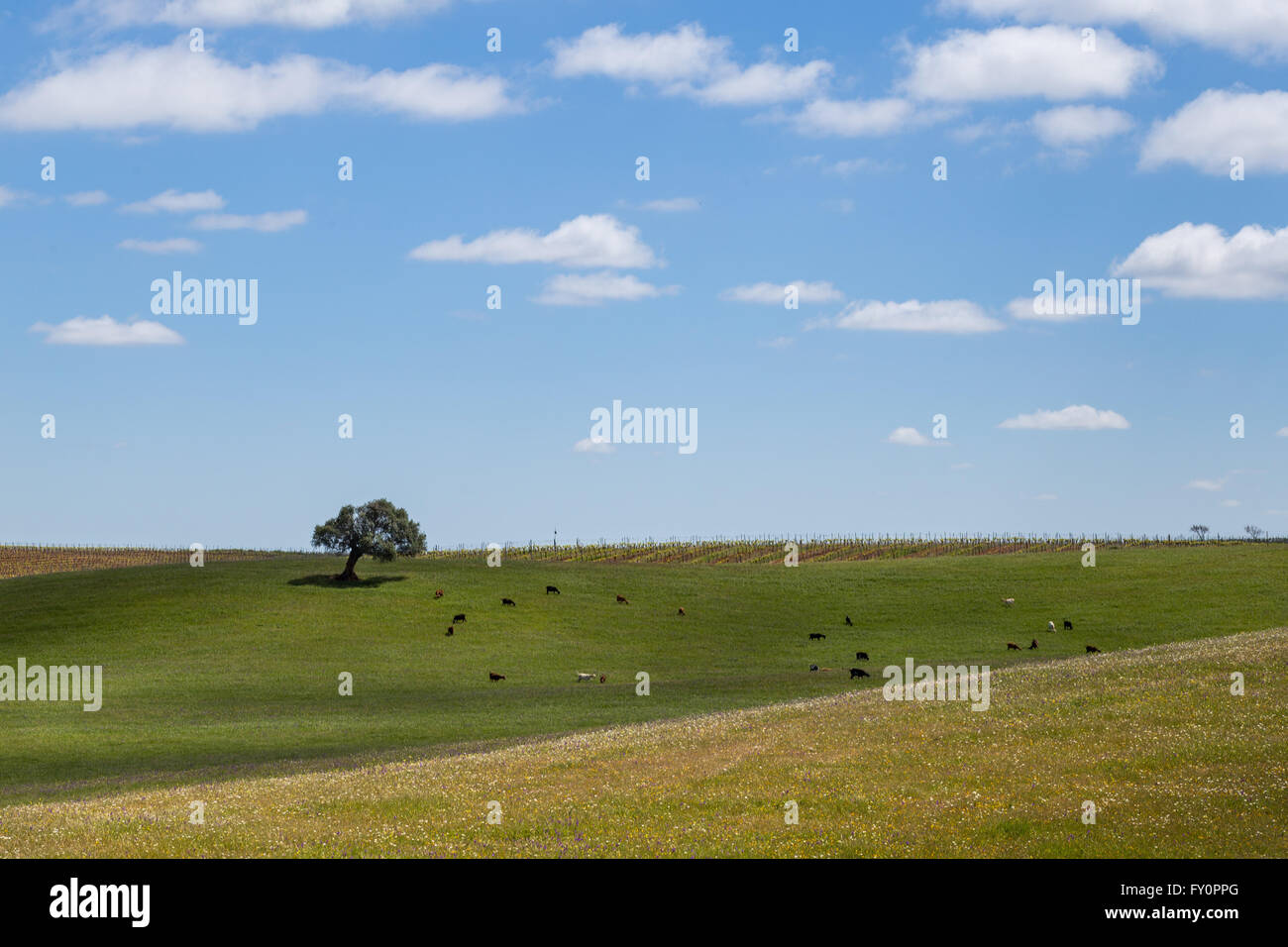 Landschaft des Alentejo mit einem einsamen Baum und Vieh auf der Wiese. Stockfoto