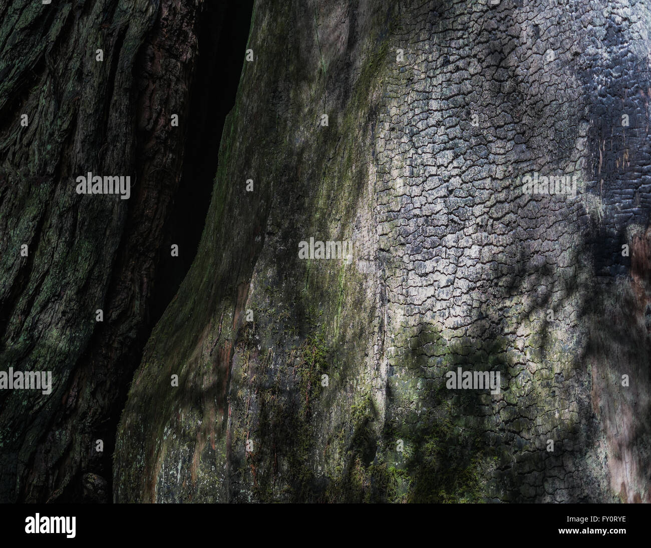 Mammutbaum im gefleckten Licht zeigen Schäden und Brennen von einem Waldbrand Stockfoto