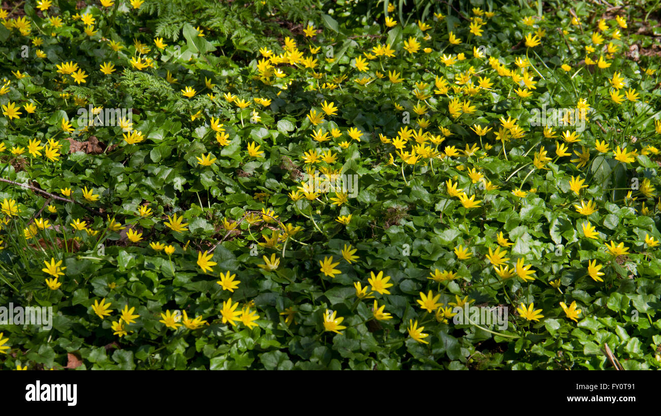 Kleinen Schöllkraut (Ranunculus Ficaria) auch bekannt als Fig buttercup Stockfoto