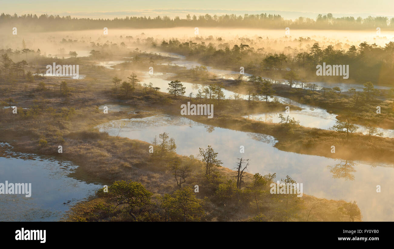 Nebligen Sonnenaufgang im Moor im Naturschutzgebiet Endla Stockfoto