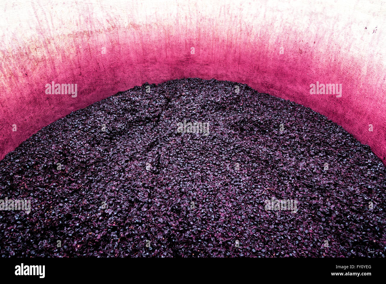 Mischung von Trauben mit Wein während der Weinbereitung Stockfoto