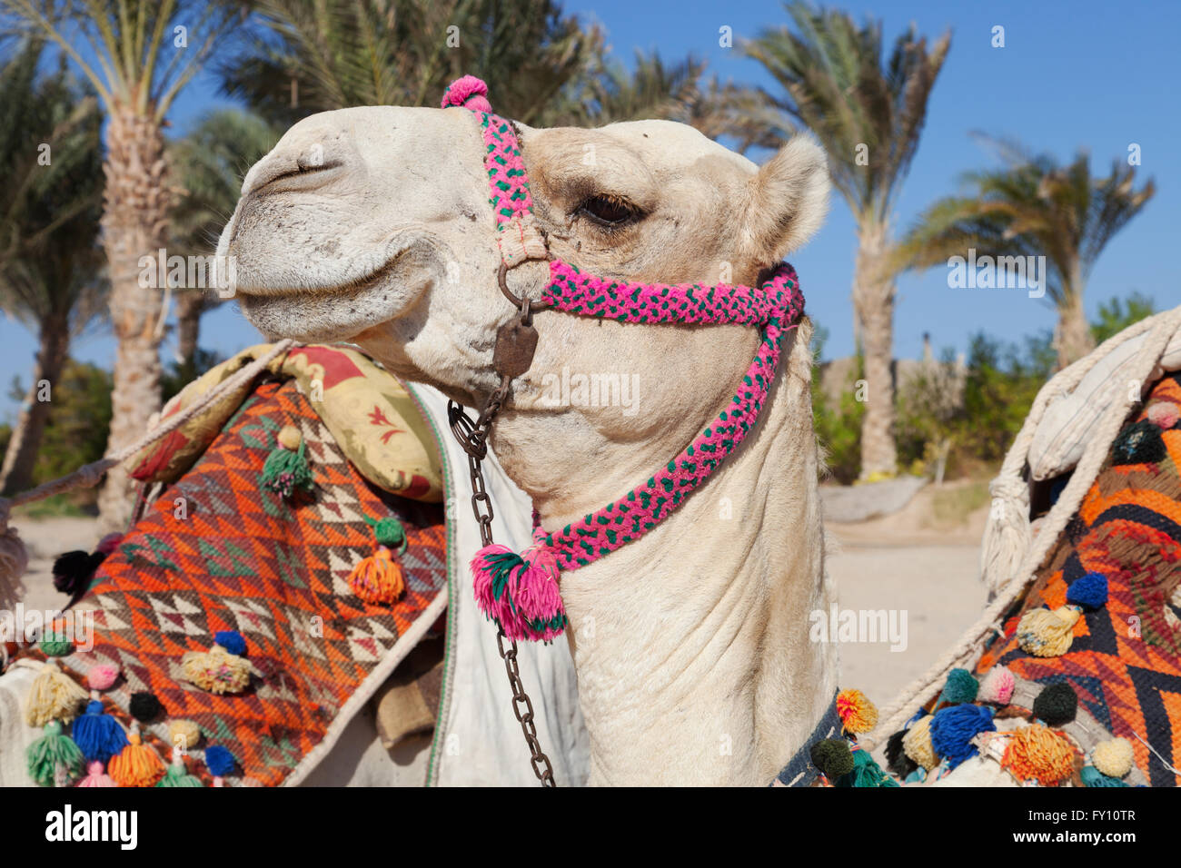 bunte Kamel Kopf in Ägypten Stockfoto