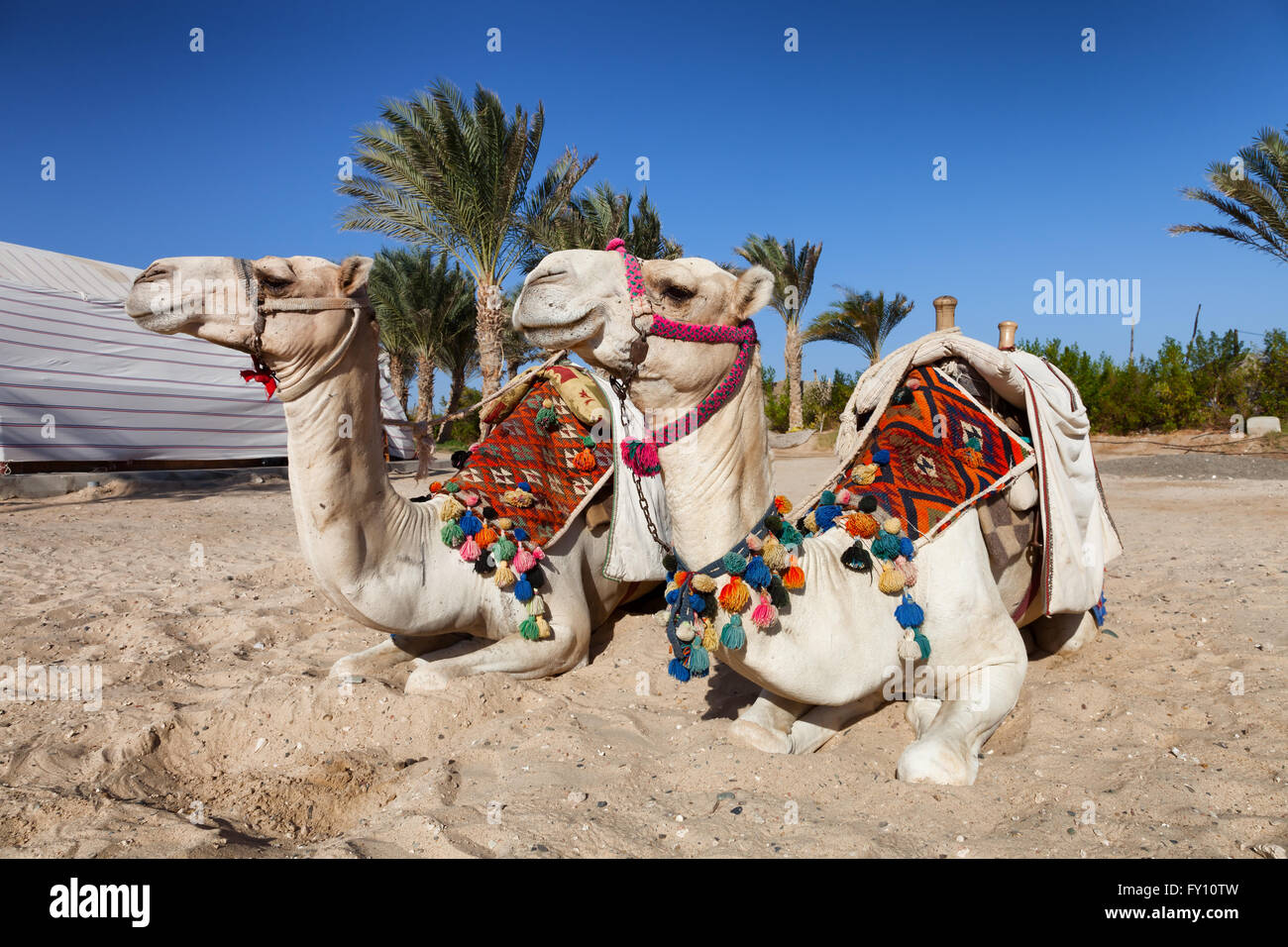 zwei bunte Kamele in Ägypten Stockfoto