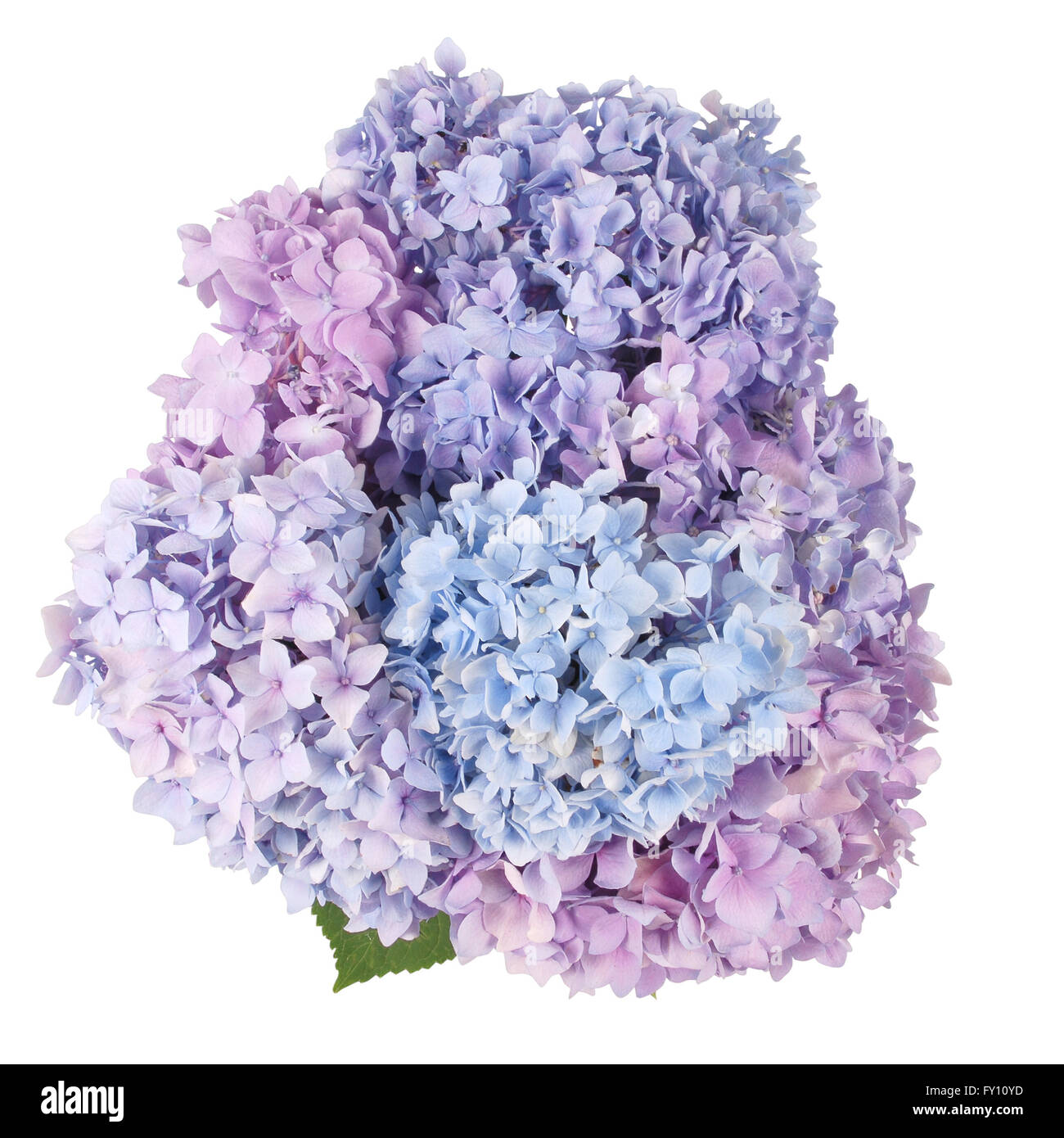 Schöne blaue und rosafarbene Hortensien blühen Hintergrund. Natürliche Farbe. Clipping-Pfad im Inneren Stockfoto
