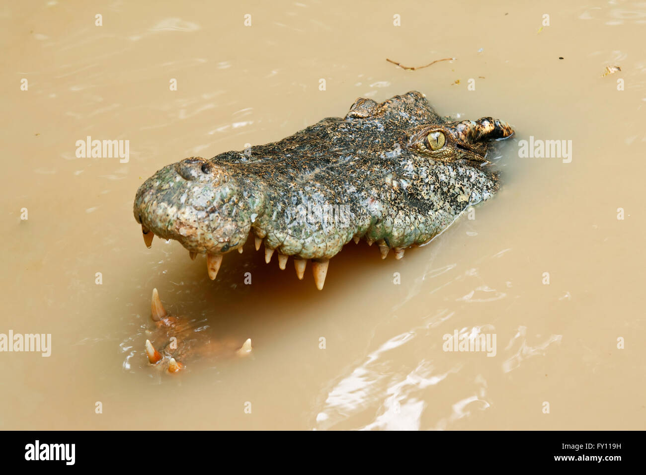 Krokodil Kopf im Wasser Stockfoto