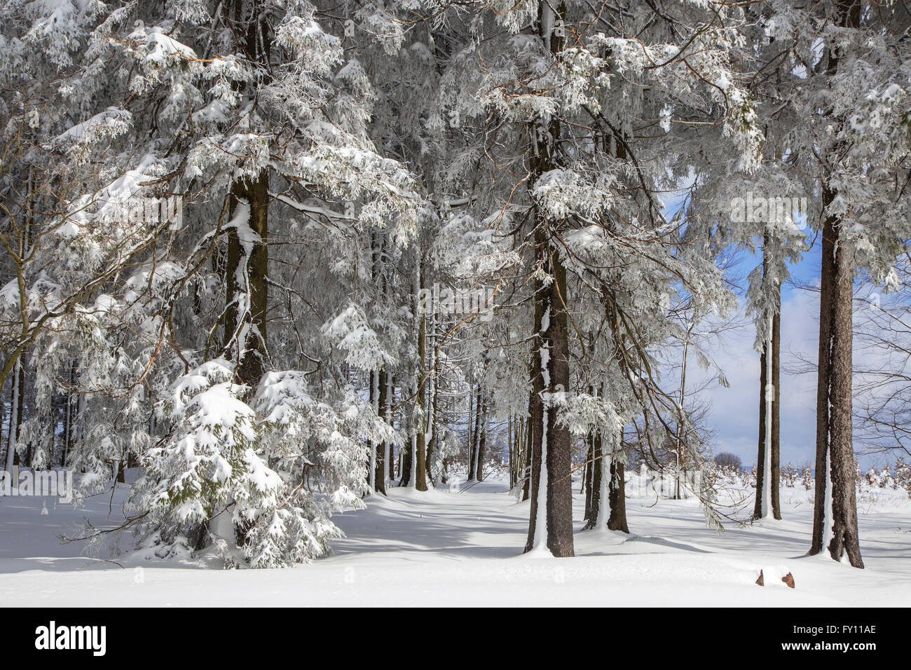 Kiefern im Nadelwald bedeckt im Schnee im Winter an das hohe Venn / Hautes Fagnes, belgische Ardennen, Belgien Stockfoto