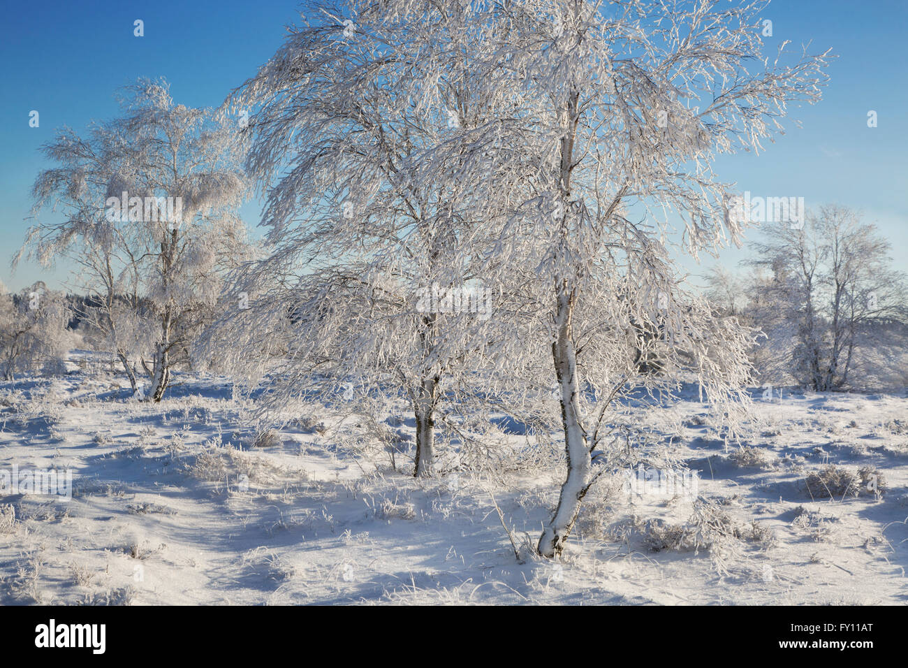 Moorbirke (Betula Pubescens) Bäume bedeckt in Frost im Winter, hohe Venn / Hautes Fagnes, belgische Ardennen, Belgien Stockfoto