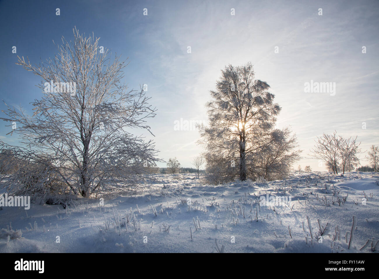 Bäume mit Frost im Winter an der Hoge Venena / hohe Venn / Hautes Fagnes, belgische Nature reserve in Lüttich, Belgien Stockfoto