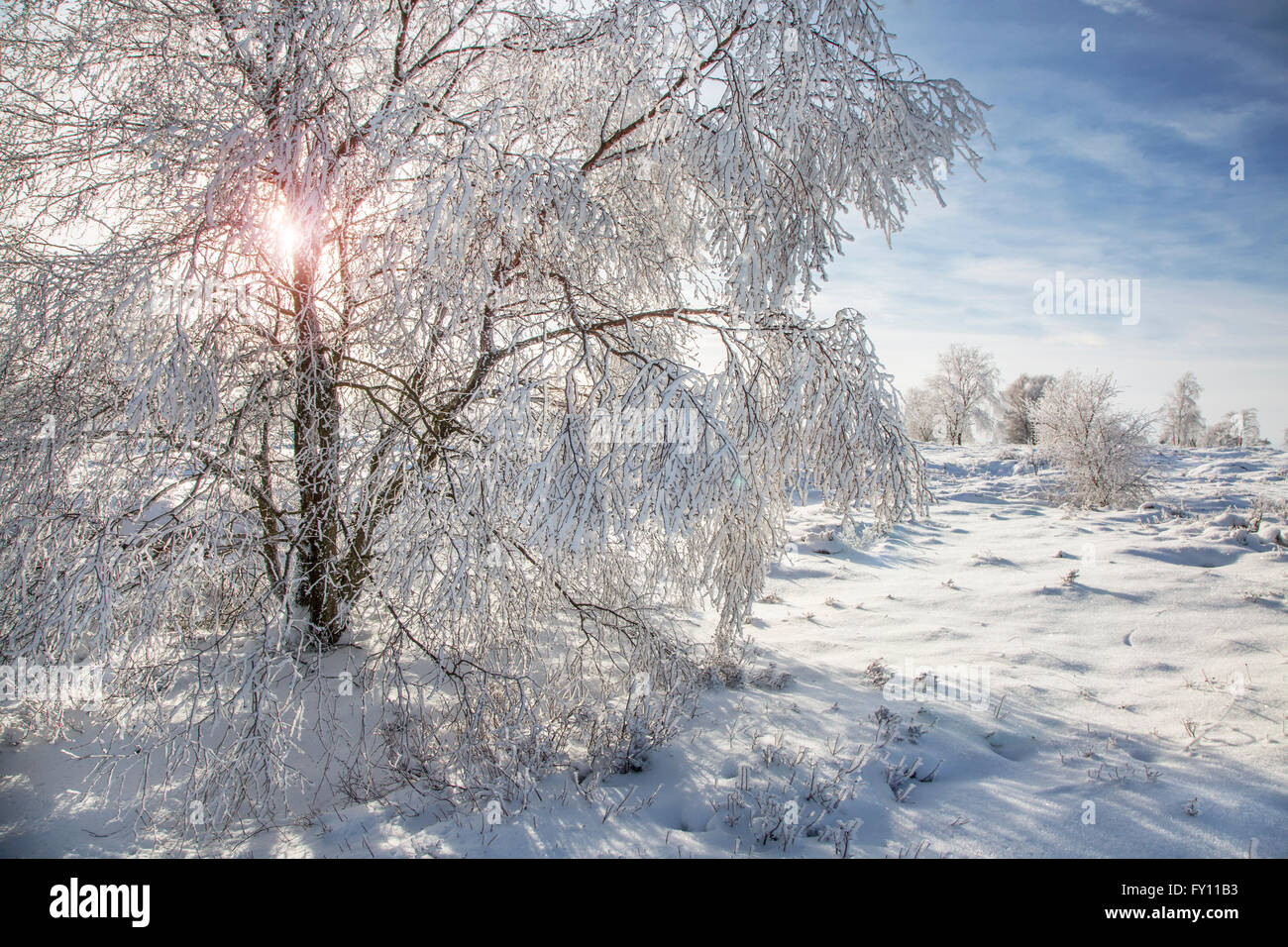 Moorbirke (Betula Pubescens) Bäume bedeckt in Frost im Winter an das hohe Venn / Hautes Fagnes, belgische Ardennen, Belgien Stockfoto