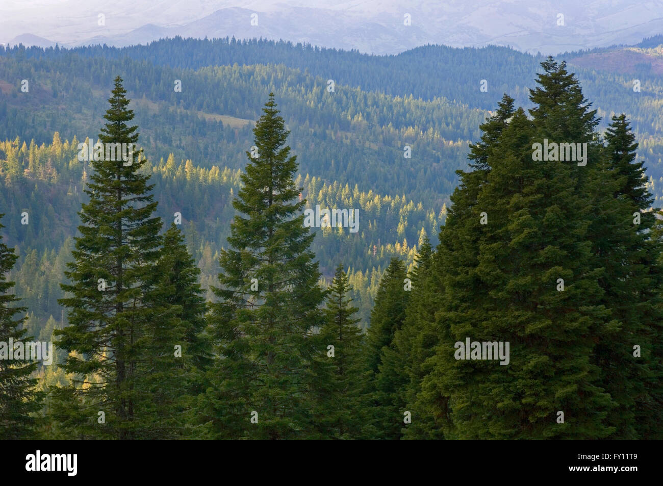 Bewaldeten Hängen des Cascade-Siskiyou National Monument, Pilot Rock, Siskiyou Mountains, Oregon, Kalifornien, USA-Grenze Stockfoto