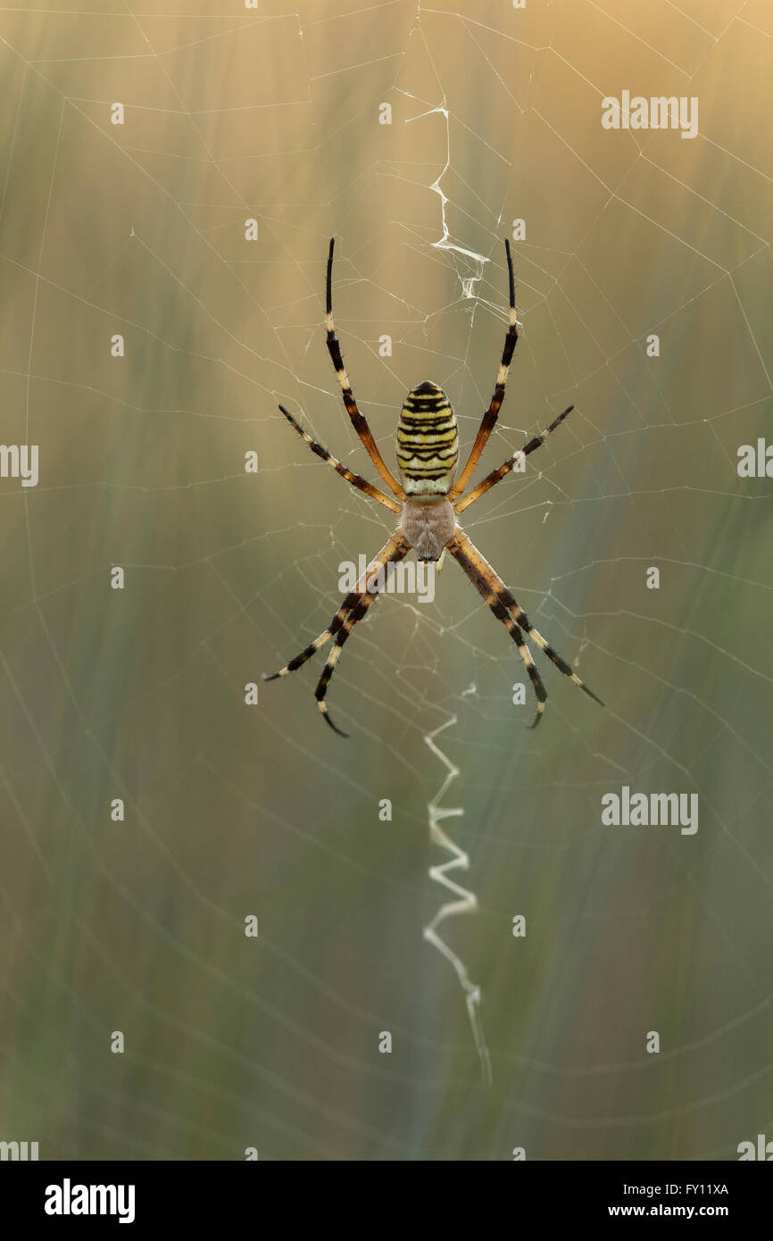 Wasp Spider (Argiope Bruennichi) warten im web Stockfoto