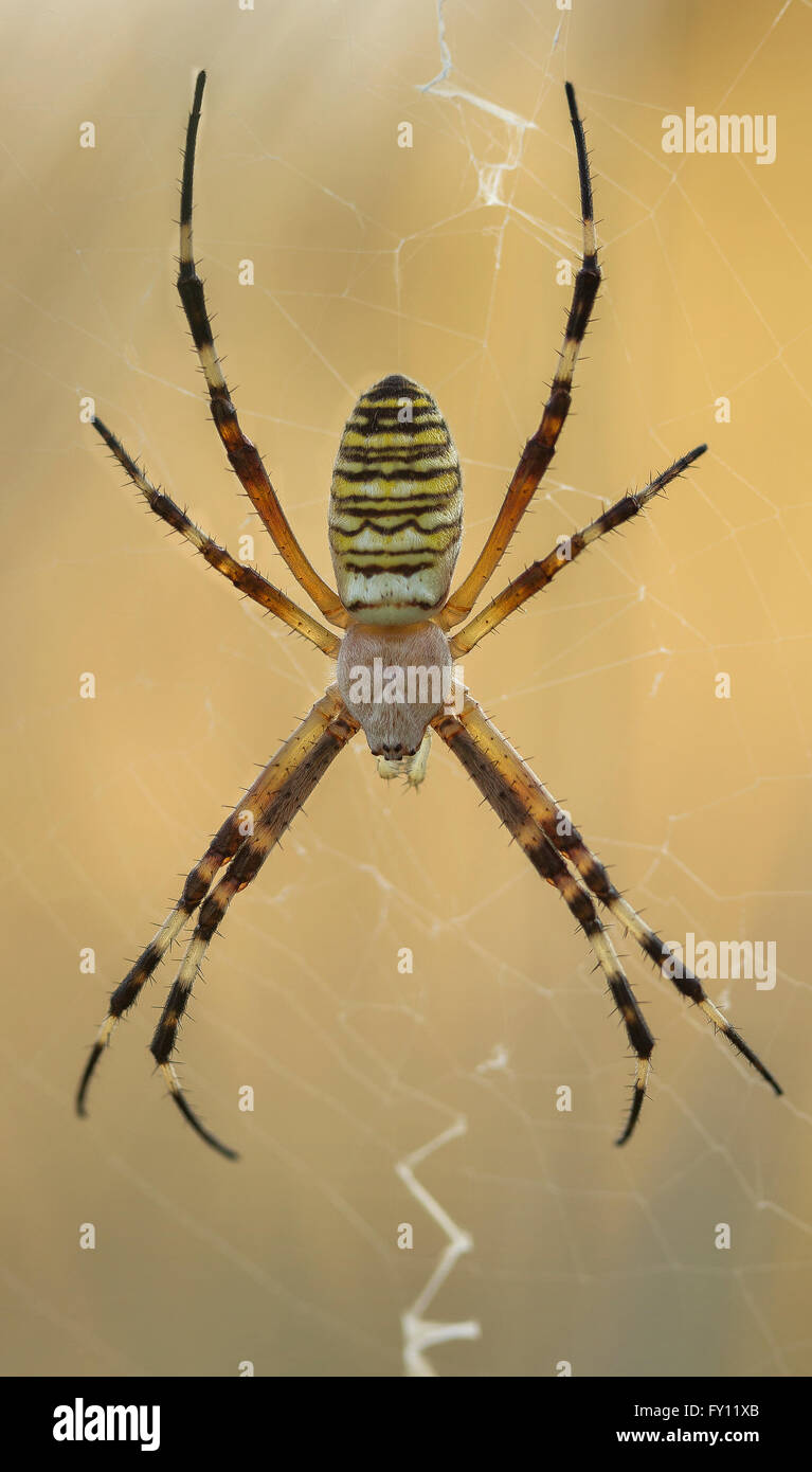 Wasp Spider (Argiope Bruennichi) auf ihrem Netz Stockfoto