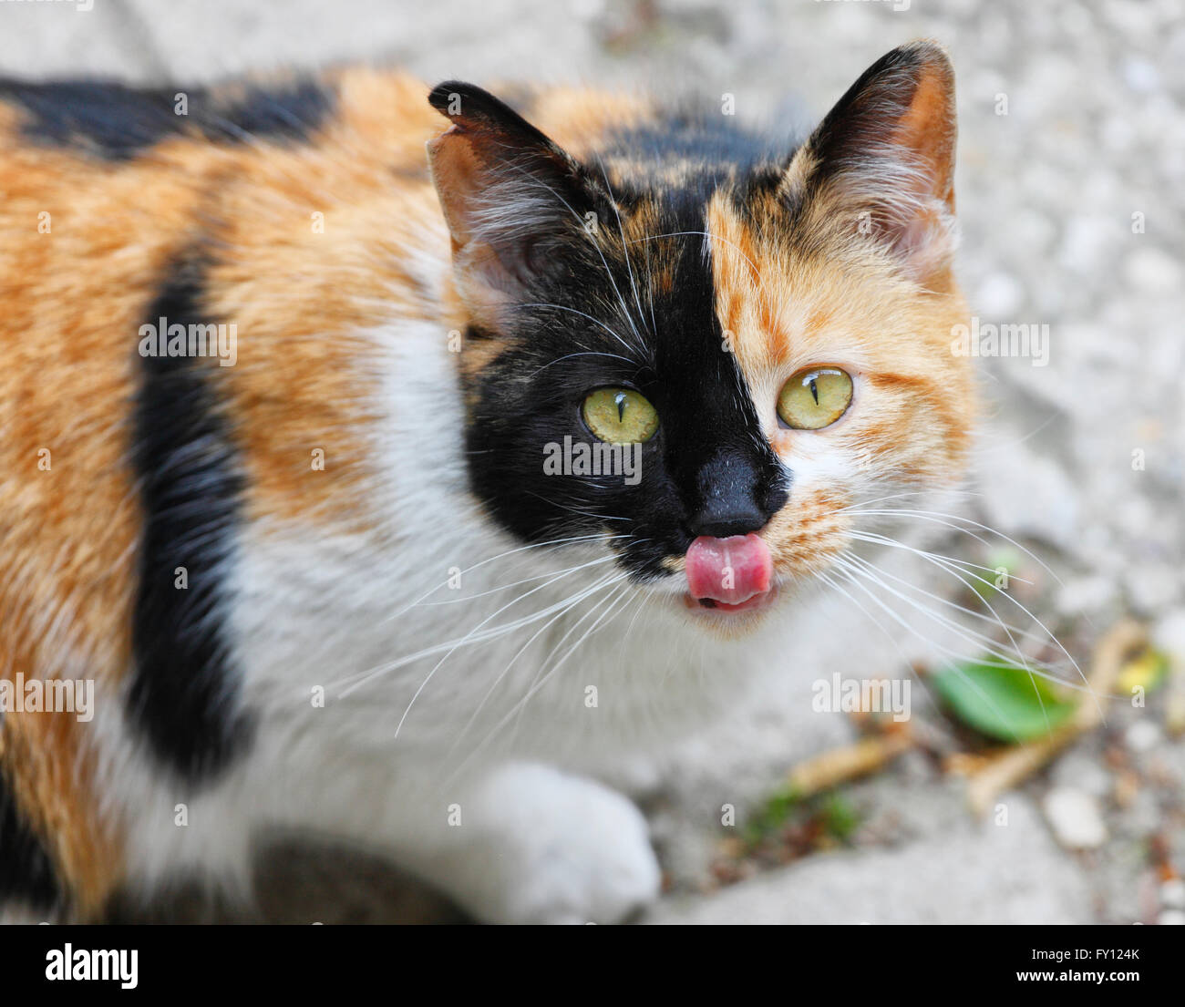 Flauschige Katze leckt eine Nase Stockfoto