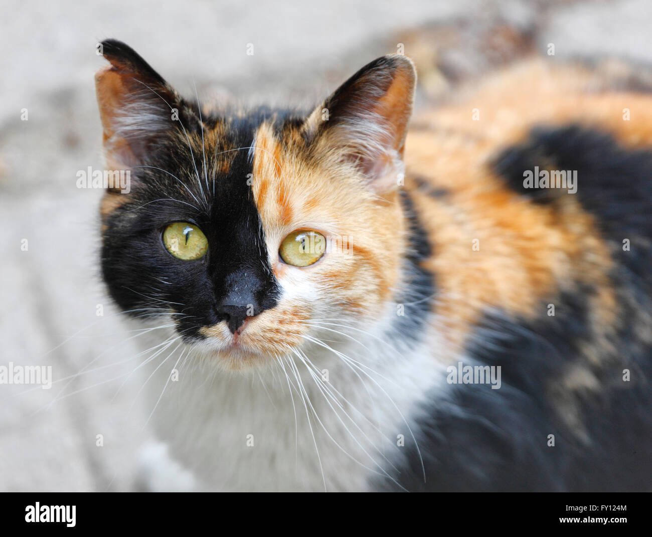 Flauschige Katze Blick in die Kamera Stockfoto