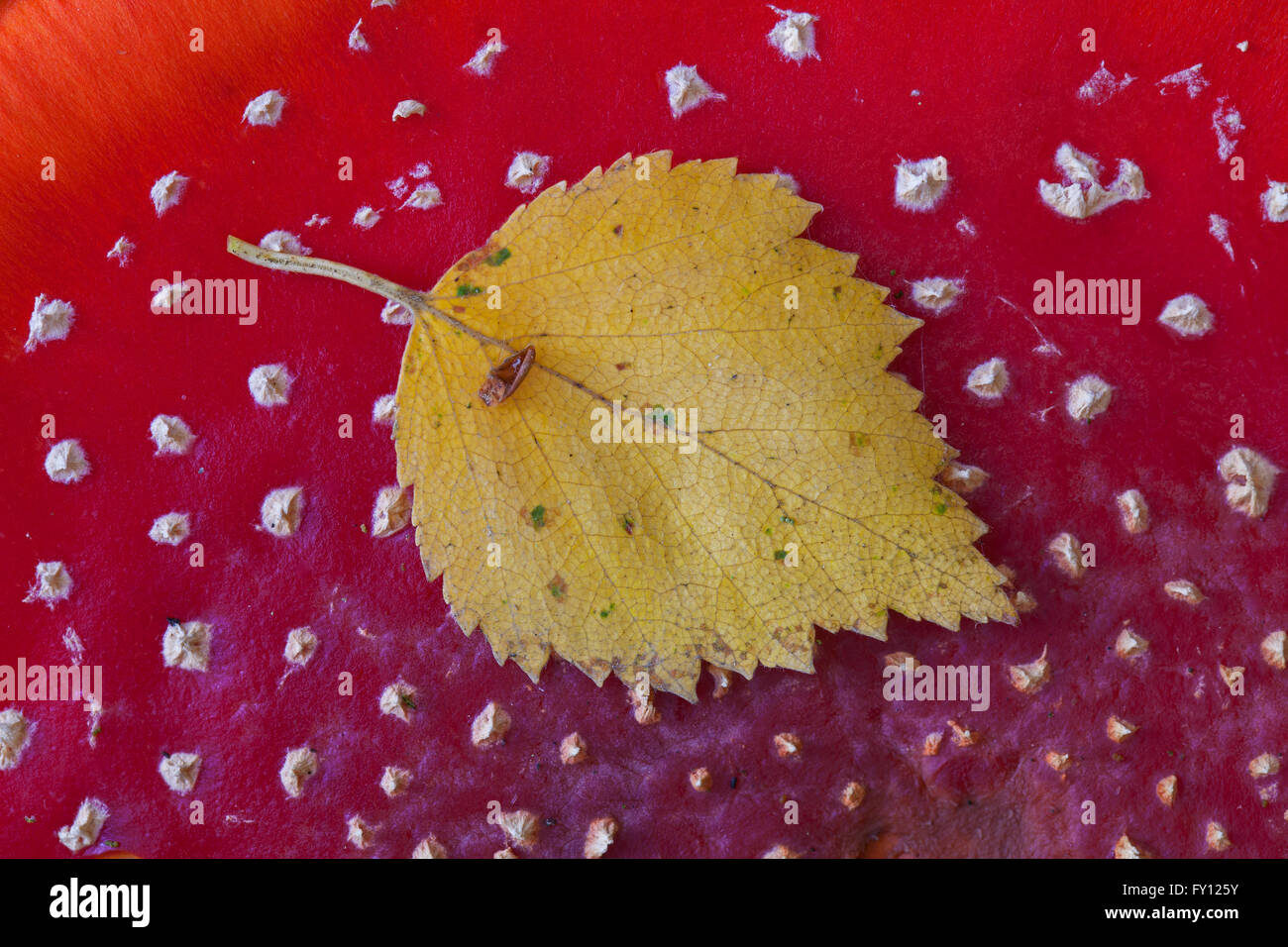 Birken-Blatt auf der Oberseite Hut des Fliegenpilzes / fly Amanita (Amanita Muscaria) Pilz Stockfoto