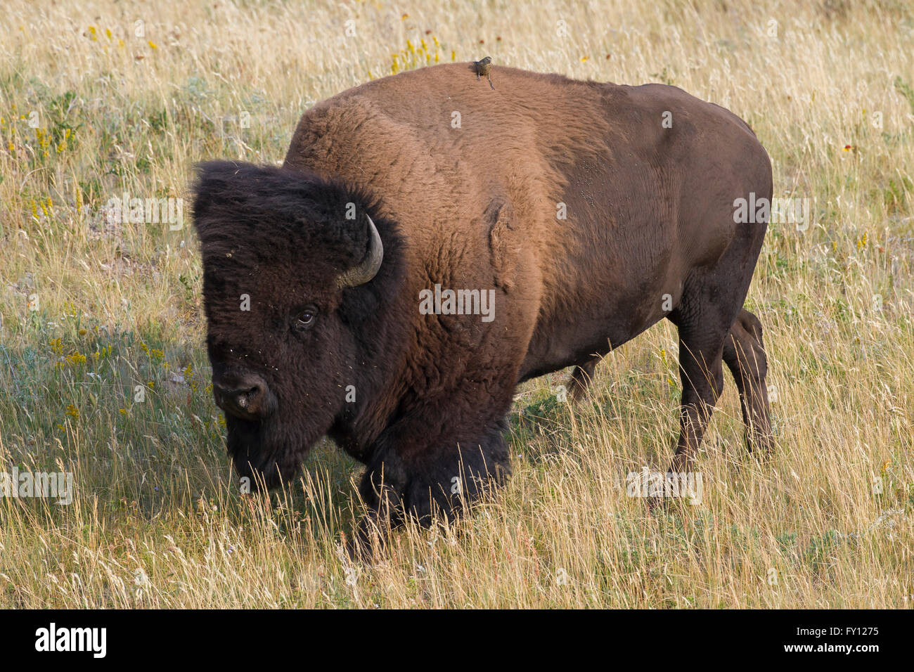 Amerikanischer Bison / American Buffalo (Bison Bison) Stier im Sommer, Waterton Lakes National Park, Alberta, Kanada Stockfoto