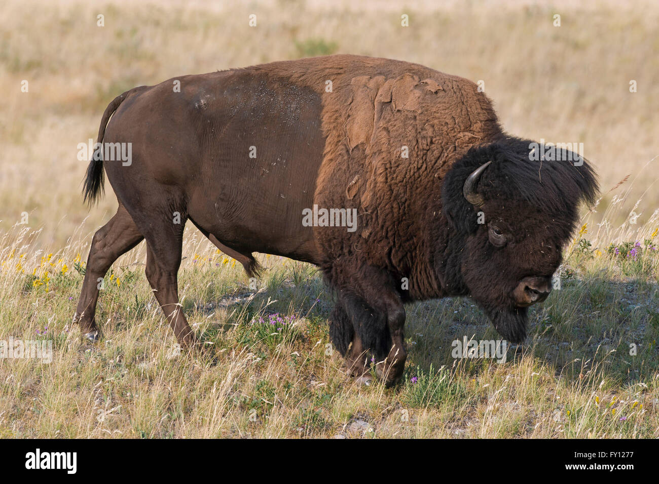 Amerikanischer Bison / American Buffalo (Bison Bison) Stier im Sommer, Waterton Lakes National Park, Alberta, Kanada Stockfoto