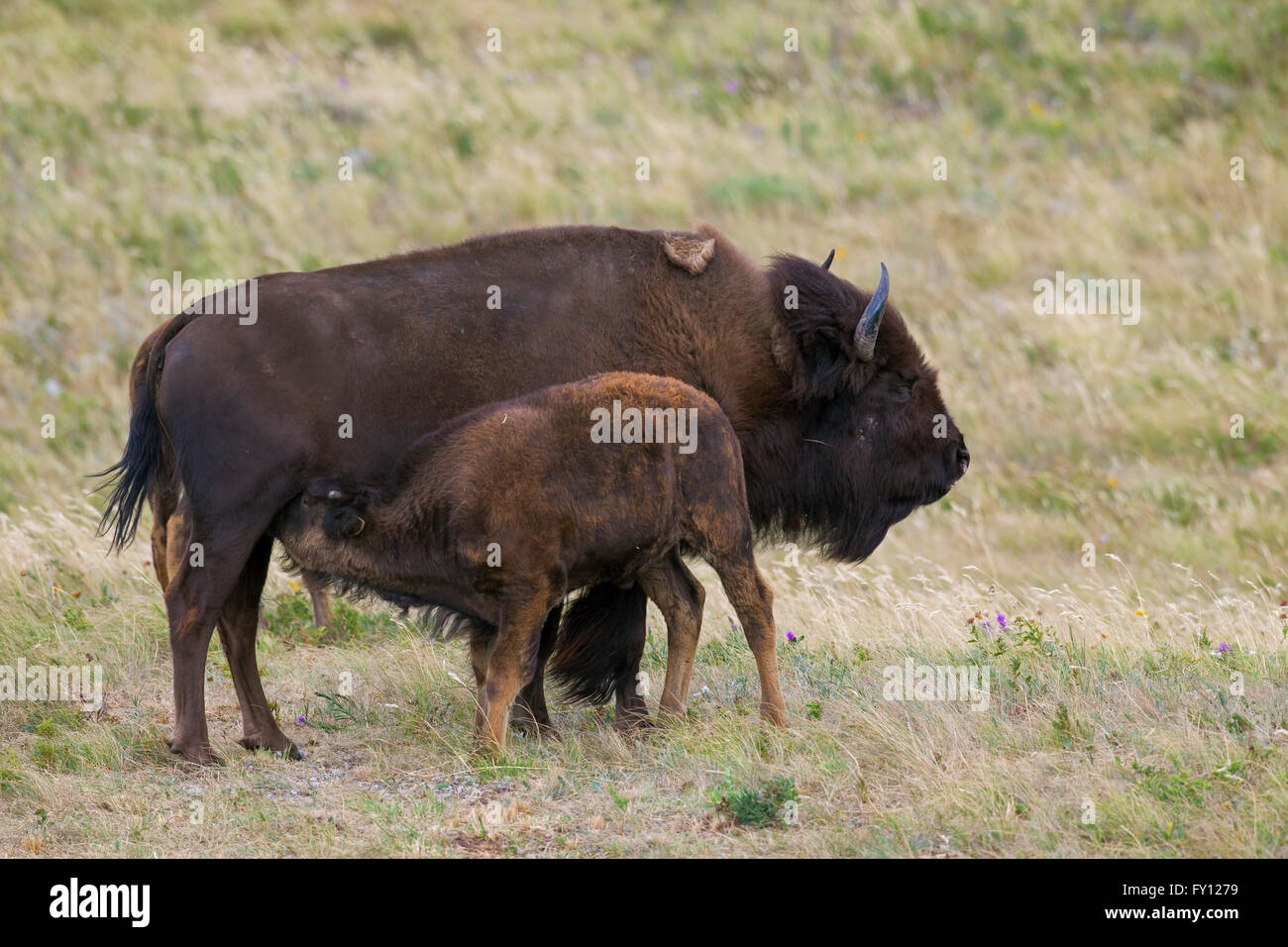 Amerikanischer Bison / American Buffalo (Bison Bison) Kuh Spanferkel Kalb im Sommer, Waterton Lakes National Park, Alberta, Kanada Stockfoto